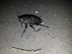 Lucanus cervus