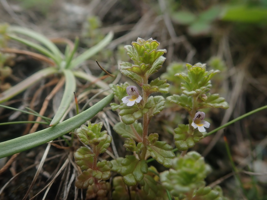 Small Eyebright