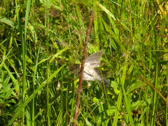 Iduna caligata