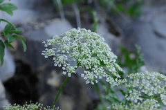 Laserpitium gallicum