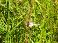 Iduna caligata