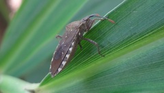 Catorhintha apicalis