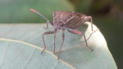 Catorhintha apicalis