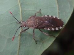 Catorhintha apicalis