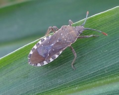 Catorhintha apicalis