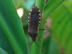 Catorhintha apicalis