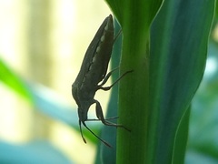 Catorhintha apicalis