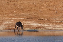 Hippotragus niger niger