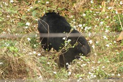 Ursus thibetanus laniger