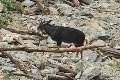 Capricornis sumatraensis thar