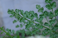 Laserpitium gallicum