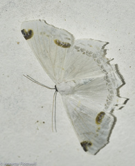 Sericoptera