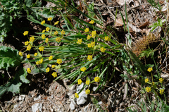 Bupleurum ranunculoides