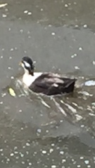 Anas platyrhynchos domesticus
