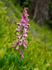 Corydalis caseana