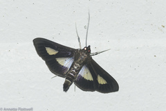 Diaphania praxialis