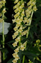 Digitalis lutea