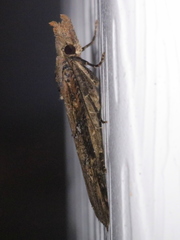 Hypena humuli