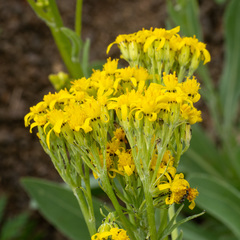 Senecio atratus