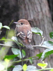 Myiophobus fasciatus