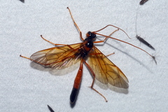 Ctenopelmatinae