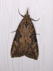 Hypena humuli