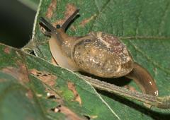 Helicarionoidea