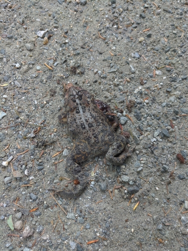 American Toad photographed in New Hampshire