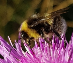 Bombus soroeensis