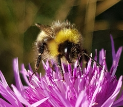 Bombus soroeensis