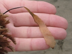 Laminaria sinclairii