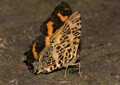 Symbrenthia niphanda