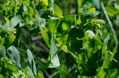Cerinthe minor auriculata