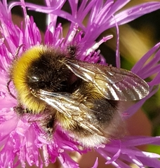 Bombus soroeensis