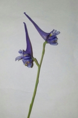 Delphinium gracile