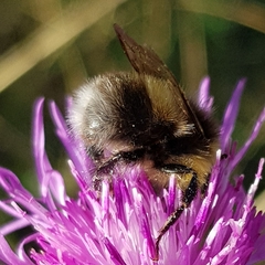 Bombus soroeensis