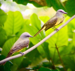 Tyrannus melancholicus