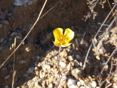 Calochortus weedii