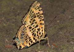 Symbrenthia niphanda