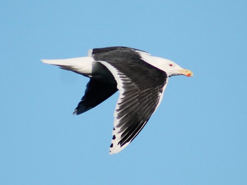 Glaucous × Great Black-backed Gull (Hybrid Larus hyperboreus × marinus ...