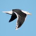 Glaucous × Great Black-backed Gull - Photo (c) Joe Bourget, some rights reserved (CC BY-NC), uploaded by Joe Bourget