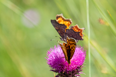 Polygonia faunus