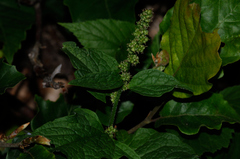 Blitum bonus-henricus