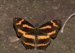 Symbrenthia niphanda