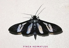 Erilusa