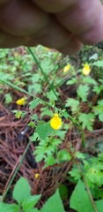 Calceolaria mexicana