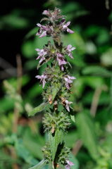 Stachys alpina