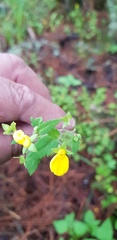 Calceolaria mexicana