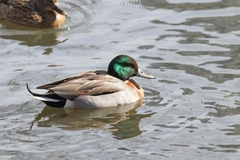 Anas platyrhynchos × acuta