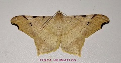 Macaria achetata